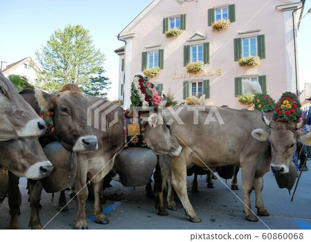 Descente，來自阿爾卑斯山牧場（梅爾斯村）的傳統瑞士活動小母牛 60860068