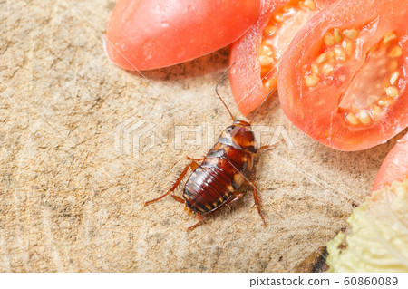 The problem in the house because of cockroaches 60860089