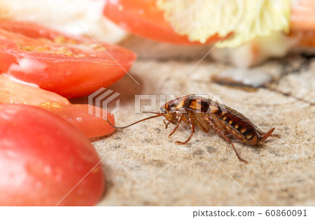 The problem in the house because of cockroaches 60860091