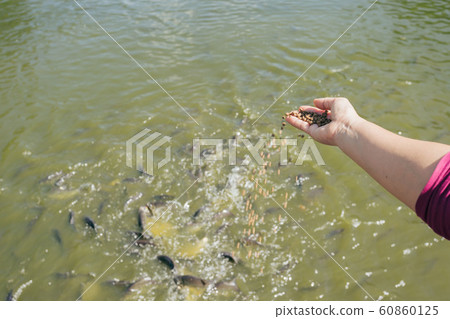 woman feeding for fishes in the river. Feeding of woman feeding for fishes in the river. Feeding of 60860125
