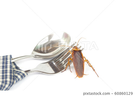 Cockroaches caught on a spoon on a tableware Cockroaches caught on a spoon on a tableware 60860129