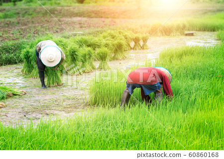 Rice fields, terraces, plantation, farm. An Rice fields, terraces, plantation, farm. An 60860168