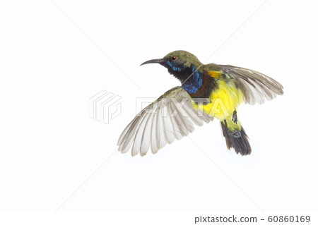 Beautiful flying Bird (Olive-backed Sunbird) Beautiful flying Bird (Olive-backed Sunbird) 60860169