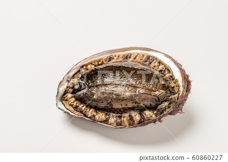 Abalone Abalone 60860227