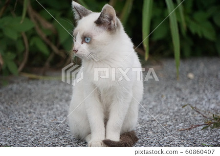 White cat 60860407
