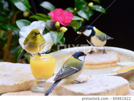 Garden visitor 60861822