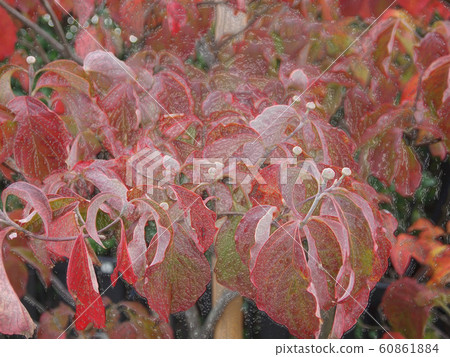 Dogwood tree_003 Dogwood tree_003 60861884