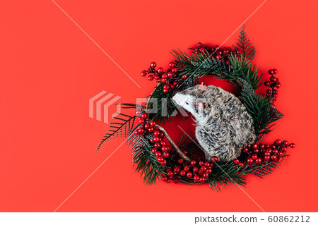 Gray-white beautiful thoroughbred rat laying in a Christmas wreath 60862212