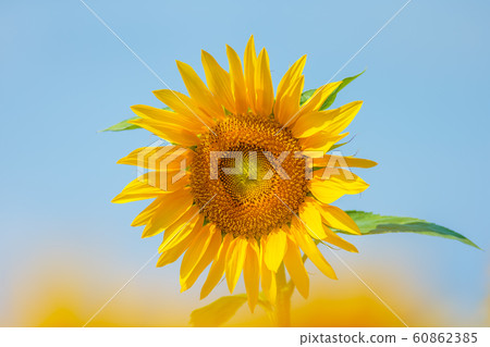 Sunflower Sunflower 60862385