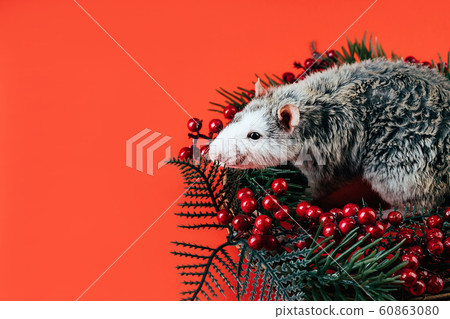 Gray-white beautiful thoroughbred rat laying in a Christmas wreath 60863080