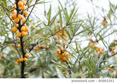 Sea-buckthorn on the tree. 60863261