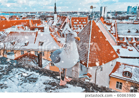 Iconic view of Tallinn old city skyline with popular local seagull Iconic view of Tallinn old city skyline with popular local seagull 60863980