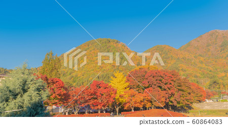 Red maple leaves or fall foliage in colorful 60864083