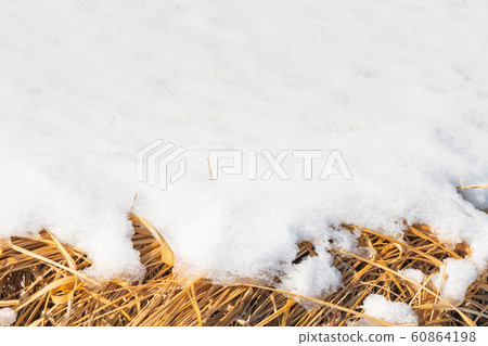 Snow on the shore of rice field Snow on the shore of rice field 60864198