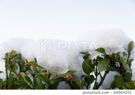 雪和正樹 雪和正樹 60864201