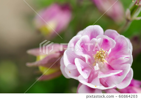 哥倫拜恩花 哥倫拜恩花 60864203
