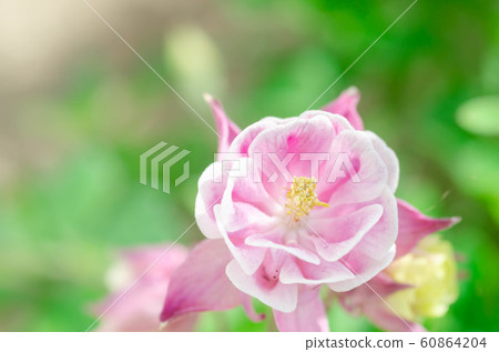 哥倫拜恩花 60864204