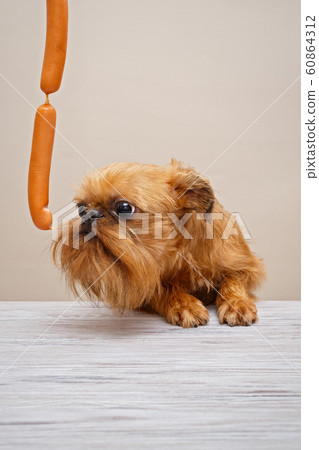 Brussels Griffon puppy and sausages Brussels Griffon puppy and sausages 60864312