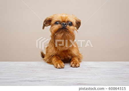Puppy Brussels Griffon 60864315