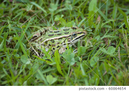 green and black frog in grass camouflage close-up  60864654