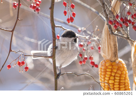 Lashes Lashes 60865201