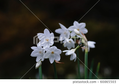 Narcissus paper narcissus paper white 60865503
