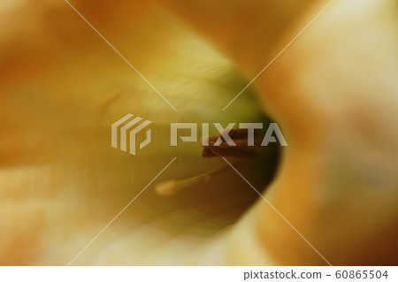 Angel's Trumpet Angel's Trumpet 60865504