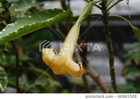 Angel's Trumpet Angel's Trumpet 60865508