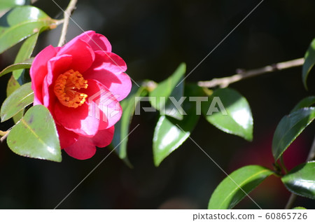 Flower camellia Flower camellia 60865726