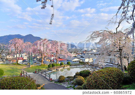 山形縣上山市月岡公園和上山溫泉櫻花 60865972