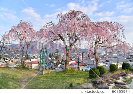 山形縣上山市月岡公園和上山溫泉櫻花 60865974