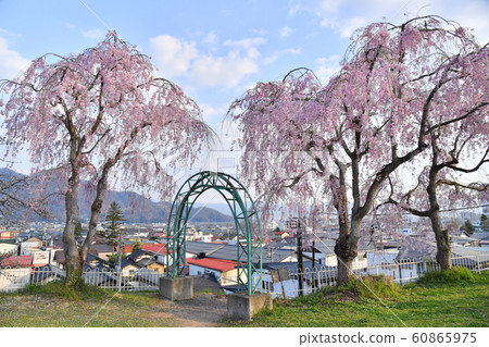 Kamiyama City, Yamagata Prefecture Tsukioka Park and Kaminoyama Onsen Cityscape Sakura 60865975