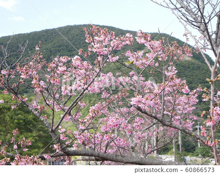 kan倉/ ami美/一番櫻桃/花卉/櫻桃 60866573