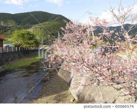 kan倉/ ami美/一番櫻桃/花卉/櫻桃 60866574