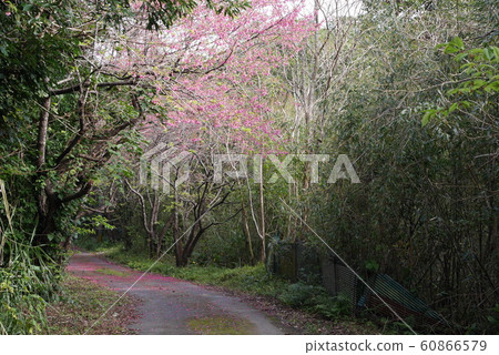 Hikanzakura / Amami / Ichiban-cherry / Flower / Cherry 60866579