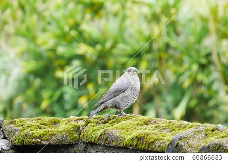 Black-eared bulbul female Amami bird Black-eared bulbul female Amami bird 60866683