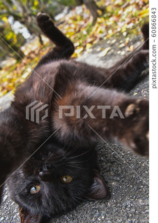 A flirty black kitten @ Kyoto A flirty black kitten @ Kyoto 60866843