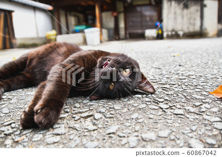 Black kitten lying on the ground Kyoto Black kitten lying on the ground Kyoto 60867042