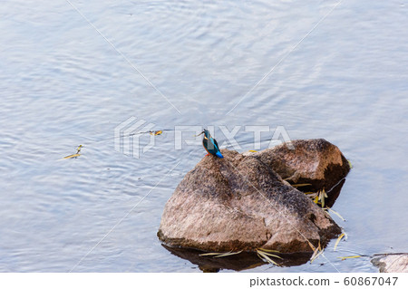 翠鳥 翠鳥 60867047