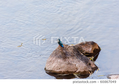 翠鳥 翠鳥 60867049