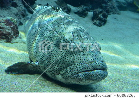 阿拉米買 60868263