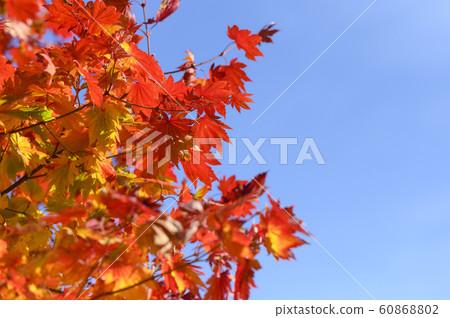 Autumn leaves Hauchiwa maple (empty bag) Autumn leaves Hauchiwa maple (empty bag) 60868802