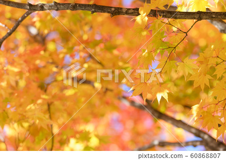 晴朗的秋葉 60868807