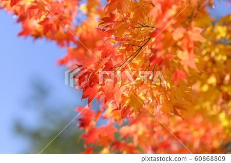 晴朗的秋葉 60868809