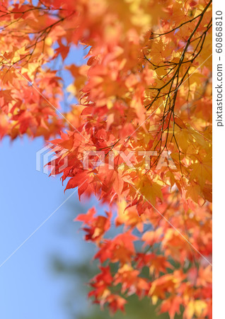 晴朗的秋葉 60868810