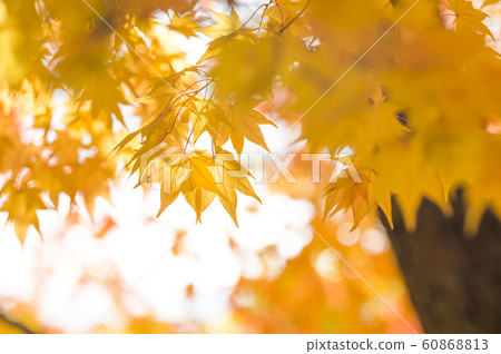 Autumn leaves backlighting film style 60868813
