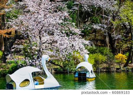 Cherry blossoms on the shore of Inokashira Park in Tokyo Cherry blossoms on the shore of Inokashira Park in Tokyo 60869183