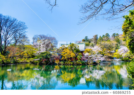 Tokyo Inokashira Park: Benzaiten and Sakura Tokyo Inokashira Park: Benzaiten and Sakura 60869255