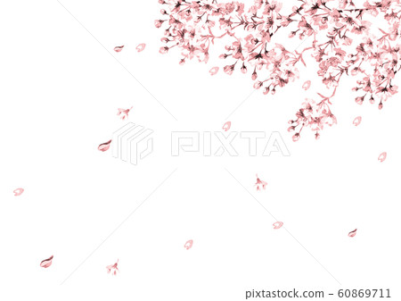 Cherry blossoms line drawing pink 60869711