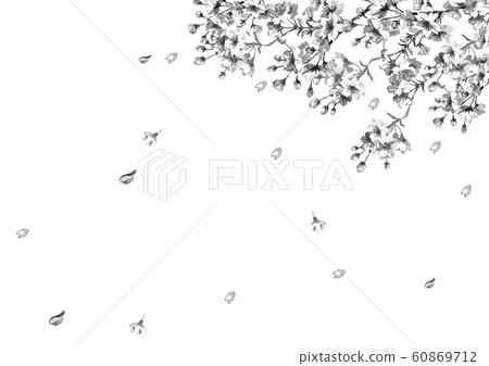 櫻花線條畫單色 櫻花線條畫單色 60869712